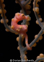 A Red Hippocampus Denise ? by Dorian Borcherds 